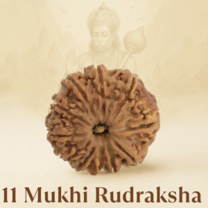 Original Siddh 11 Mukhi Rudraksha
